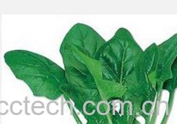 果蔬百科菠菜-0