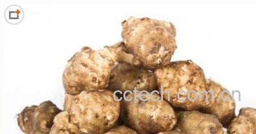 果蔬百科洋姜-0