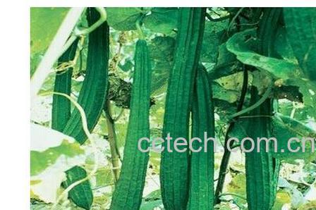 果蔬百科丝瓜叶-0