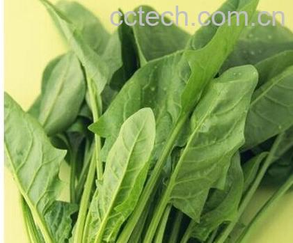 果蔬百科菠菜-0
