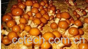 果蔬百科金钱菇和香菇-0