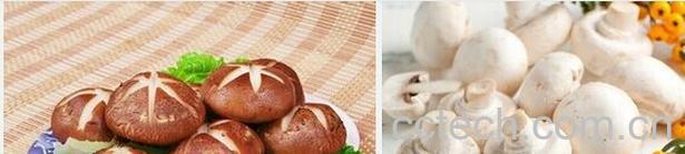 果蔬百科蘑菇和香菇-0