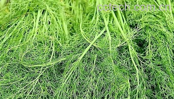 果蔬百科茴香-0