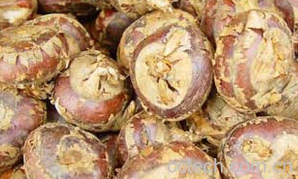 果蔬百科荸荠-0