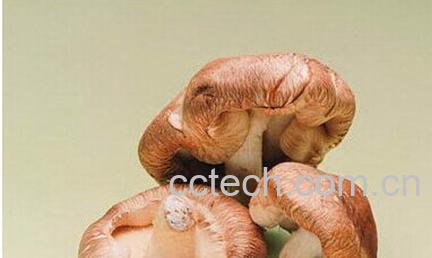 果蔬百科鲜香菇-0