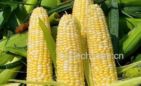 果蔬百科糯玉米-0