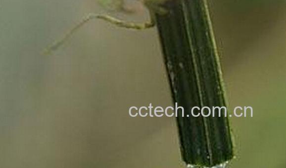 果蔬百科丝瓜藤水-0