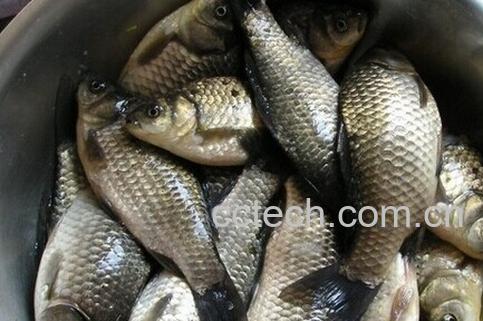 果蔬百科鲫鱼-0