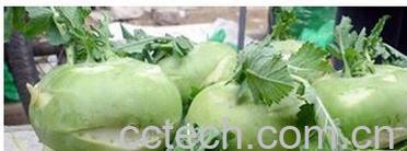 果蔬百科腌制苤蓝-0