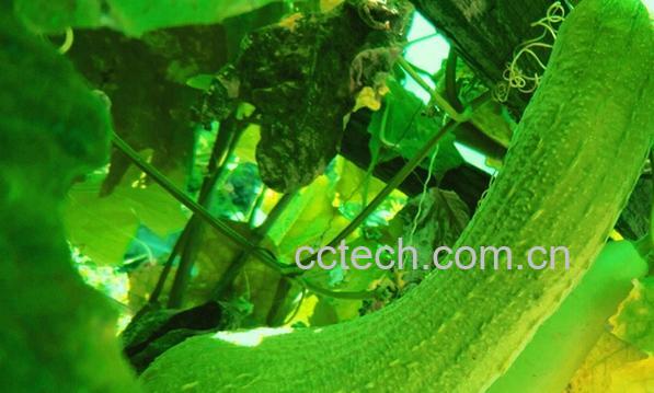 果蔬百科多吃丝瓜有什么好处-0