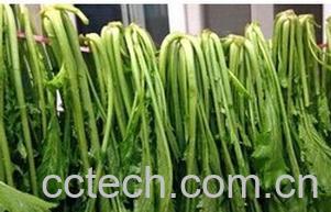 果蔬百科雪里蕻-0