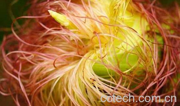 果蔬百科玉米须减肥-0