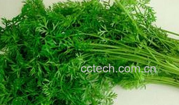 果蔬百科胡萝卜叶子-0