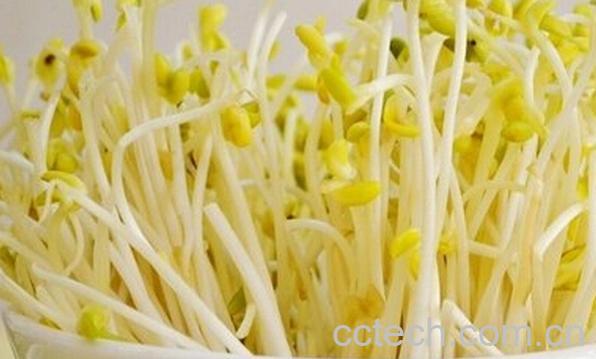 果蔬百科自家如何发豆芽-0