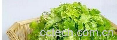 果蔬百科腌制芹菜叶-0