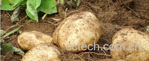 果蔬百科马铃薯-0