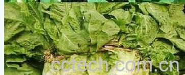 果蔬百科莴笋-0