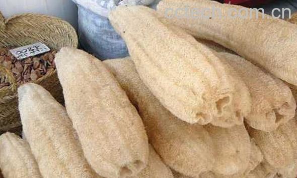 果蔬百科丝瓜络-0