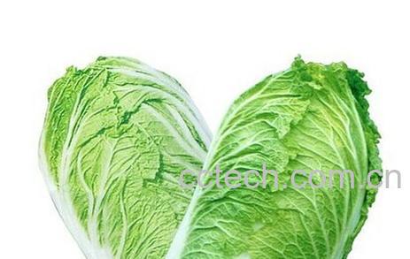 果蔬百科白菜-0