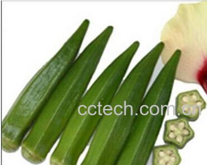 果蔬百科黄秋葵-0