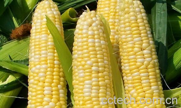 果蔬百科糯玉米-0
