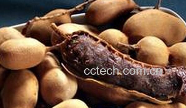 果蔬百科酸豆-0