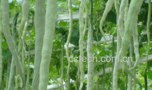 果蔬百科蛇豆的种子如何发芽-0