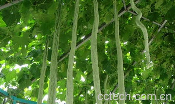 果蔬百科蛇豆-0