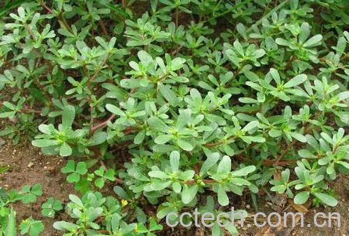 果蔬百科笕菜-0