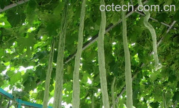 果蔬百科蛇豆-0