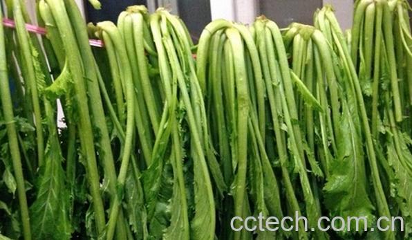 果蔬百科雪里蕻-0