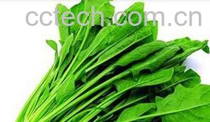 果蔬百科菠菜根-0