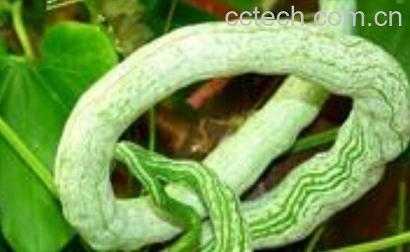 果蔬百科蛇豆-0