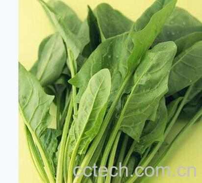 果蔬百科菠菜-0