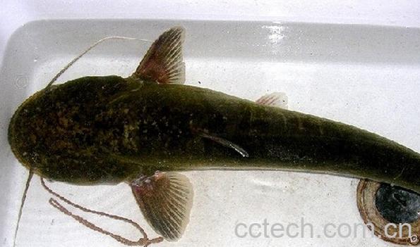 果蔬百科大口鲶鱼-0