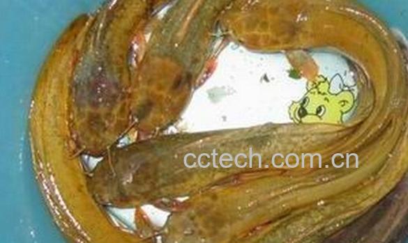 果蔬百科黄鲶鱼-0
