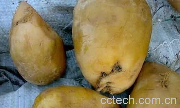 果蔬百科整个芥菜的腌制方法-0