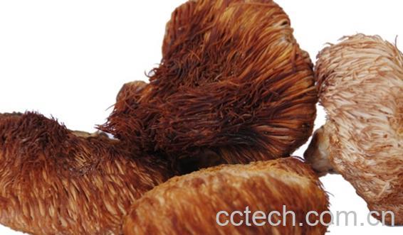 果蔬百科野生猴头菇-0