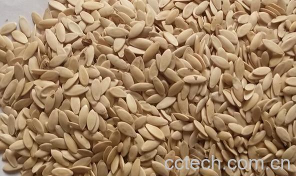 果蔬百科黄瓜籽-0