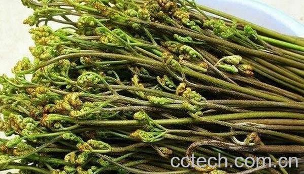 果蔬百科蕨菜-0