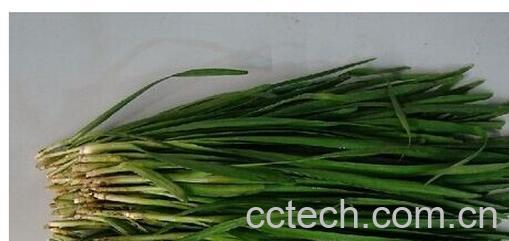 果蔬百科韭菜-0