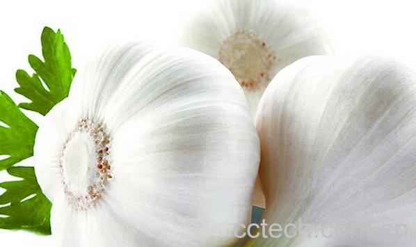 果蔬百科大蒜-0