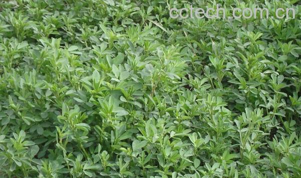 果蔬百科野菜白毫-0