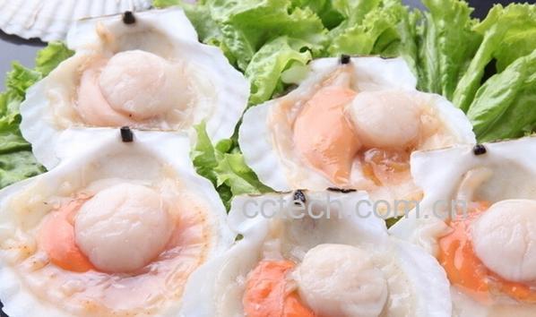 果蔬百科扇贝-0