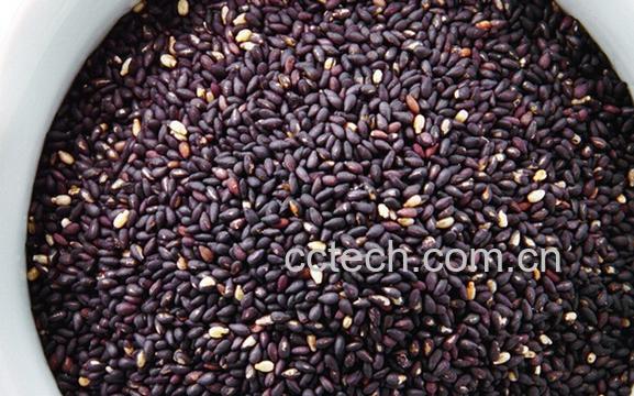 果蔬百科黑芝麻-0