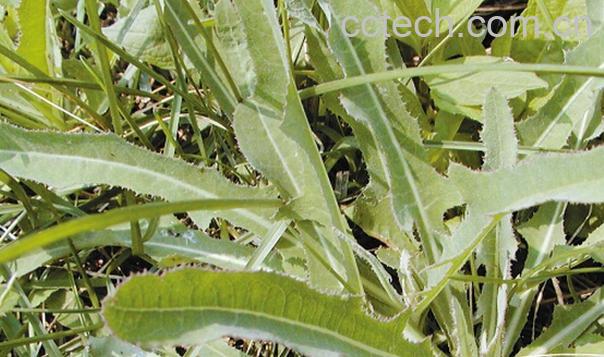 果蔬百科野菜白毫-0