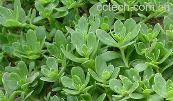 果蔬百科孕妇哪些野菜不能吃-0