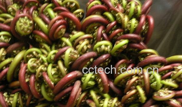 果蔬百科孕妇能吃哪些野菜-0