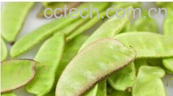 果蔬百科扁豆-0