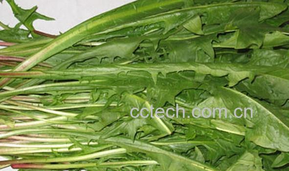 果蔬百科野菜蒲公英-0